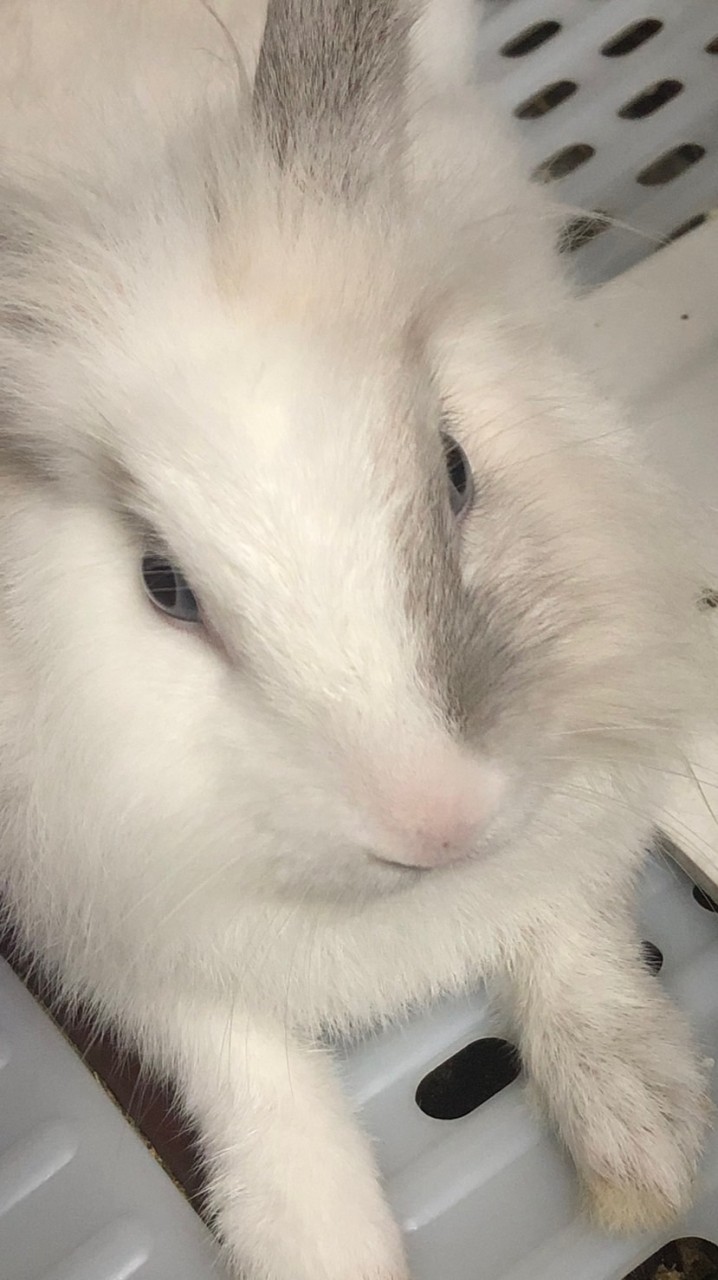 兔子日常分享♡