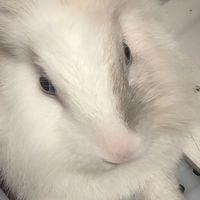 兔子日常分享♡