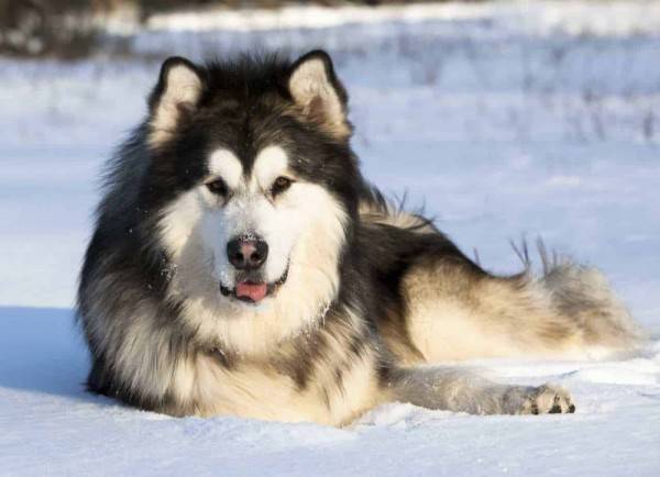 Mengenal 7 Fakta Alaskan Malamute Sering Salah Dikira Siberian Husky