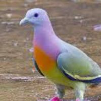 保全物業放鳥展示園區