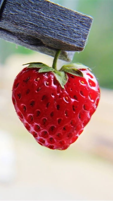 苺柄🍓情報交換(メーカーはなんでも)