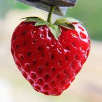苺柄🍓情報交換(メーカーはなんでも)