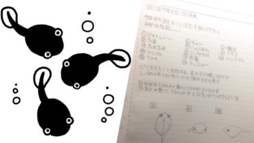 【悲報】從前網友養左蝌蚪 第二日佢地...