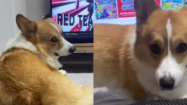 眼神超哀怨！主人一退回 Switch 主介面就察覺「可以去散步了」的聰明狗狗網路爆紅！