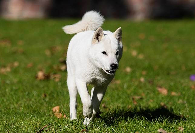 日本狗狗不只有秋田犬 這六種被日本列為天然紀念物的狗狗 下次別人問起就不會回答不出來了 女生集合