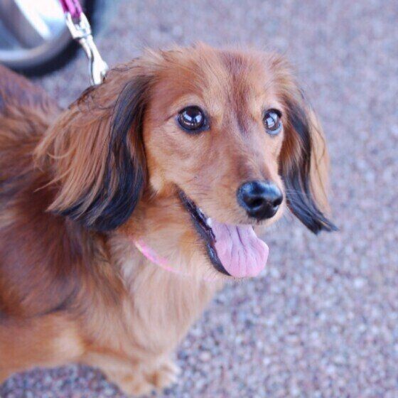 注意したいケースも 犬が自分をなめる理由と対処法とは いぬのきもちnews