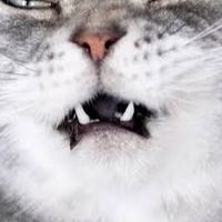 がっさく