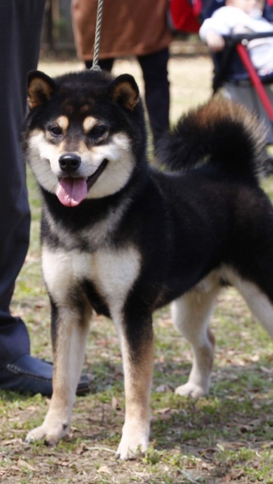 伏龍柴犬莊