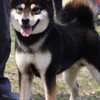 伏龍柴犬莊