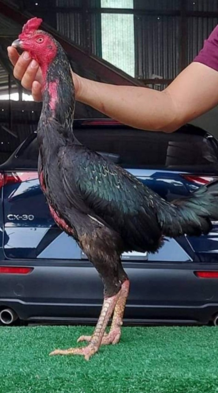 KCไก่ชนซื่อสัตย์จริงใจ