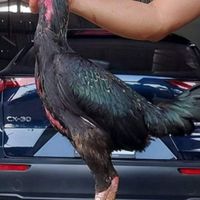 KCไก่ชนซื่อสัตย์จริงใจ