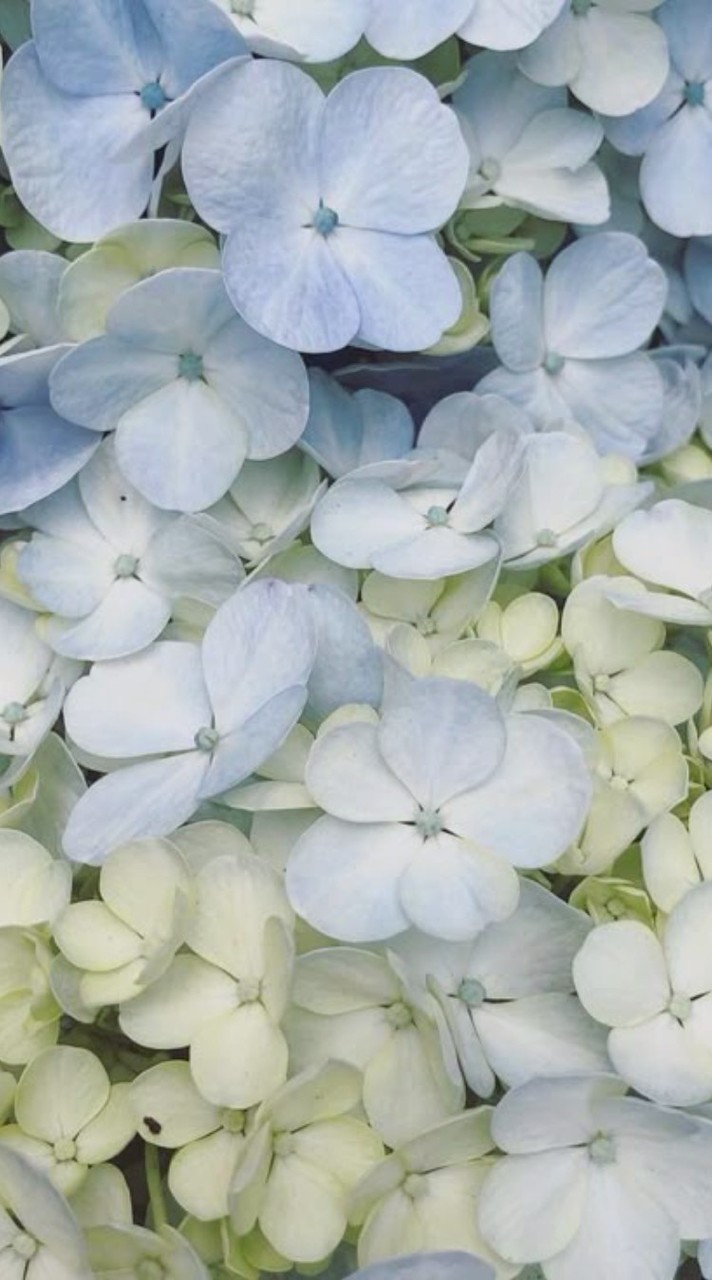 ⋆ ˚｡⋆୨୧˚Let's make our dreams come true˚୨୧⋆｡˚ ⋆