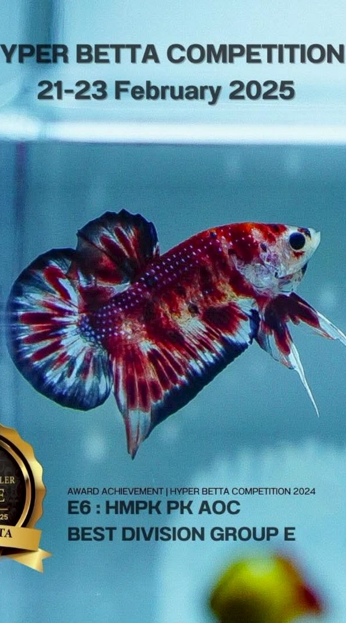 ptong betta ปลากัดสวยงาม