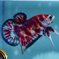 ptong betta ปลากัดสวยงาม