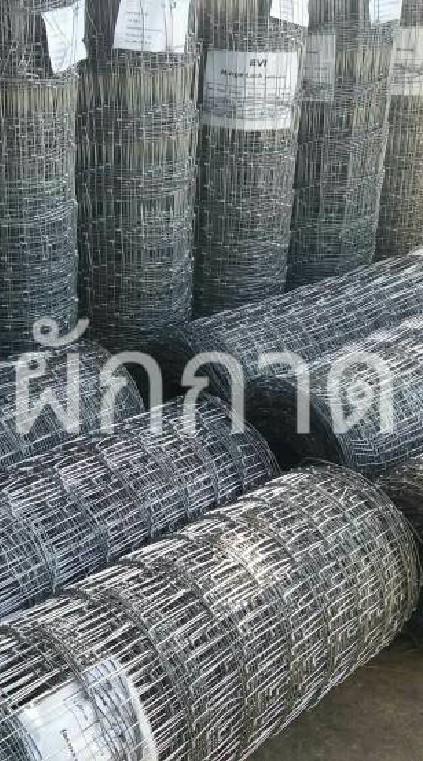 รั้วตาข่ายผักกาด