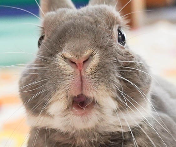 燕下障害から3カ月 うさぎに発覚した難病 根尖膿瘍 こんせんのうよう とは 中編