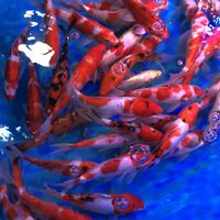 พันธุ์ปลาน้ำจืด ปลาแม่น้ำไทย ปลาแปลกและปลาหายาก🦈🐬🐋🐳🐟🐠