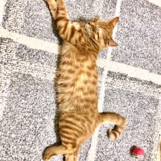 猫好きなら知っていて当たり前 約９割の猫好きが知っていると回答の かぎしっぽ