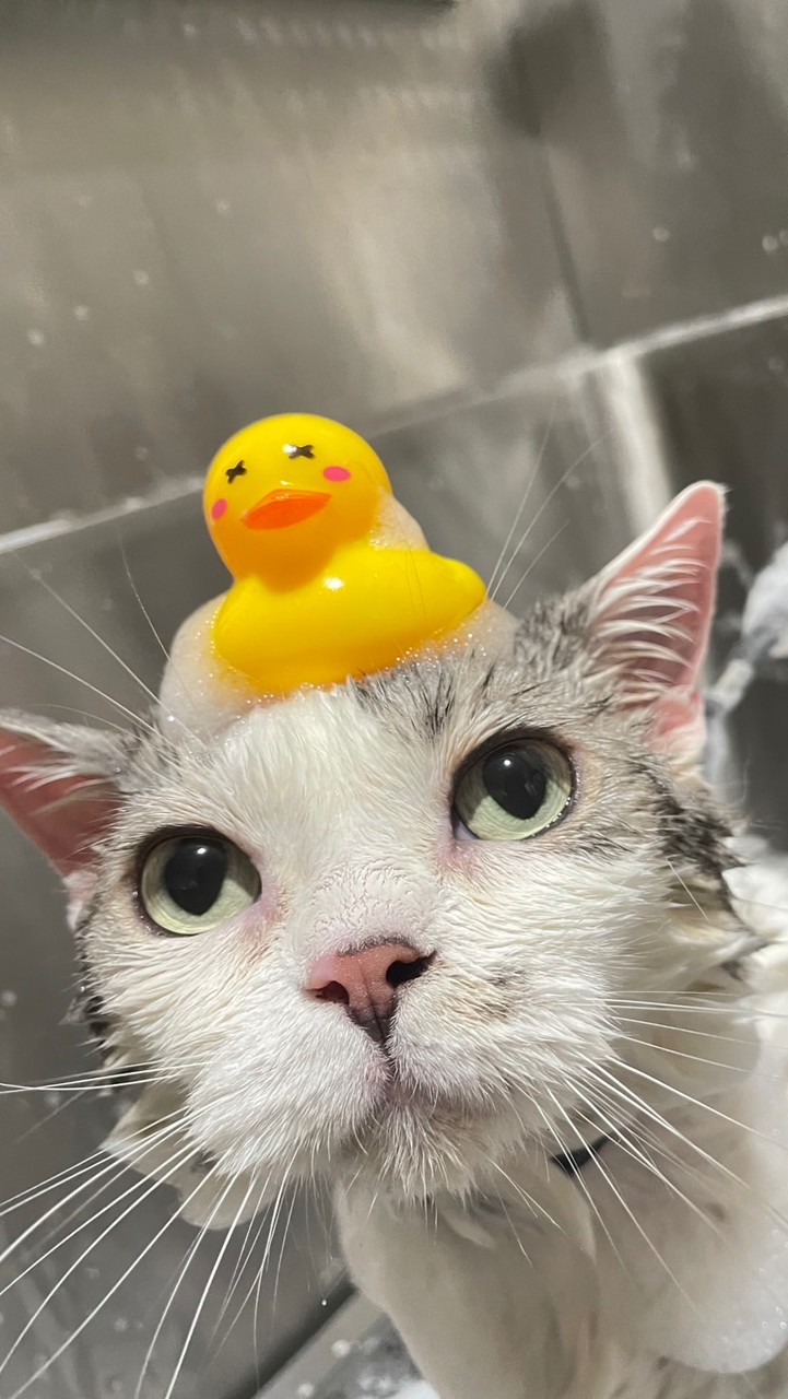 🐱🐶貓狗各式用品現貨不用等