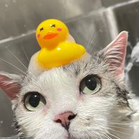 🐱🐶貓狗各式用品現貨不用等