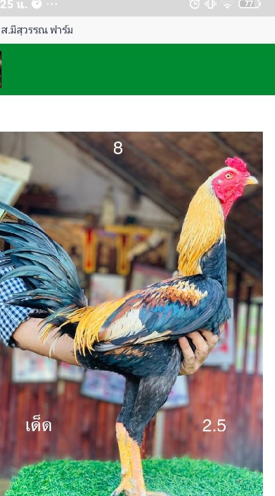 ซุ้ม.ทรัพย์ไพศาล  พม่าตอคม🐓