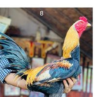 ซุ้ม.ทรัพย์ไพศาล  พม่าตอคม🐓