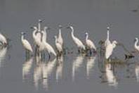 Fakta Ibis Sendok Raja Burung Yang Muncul Di Pos Jokowi Setelah