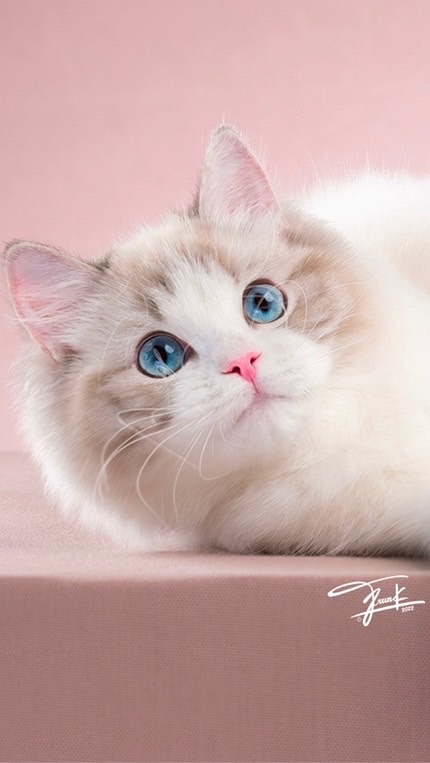 OpenChat Shining Sunny Ragdoll Cattery