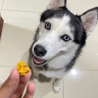 二哈 Halu滷 牛肉泡麵