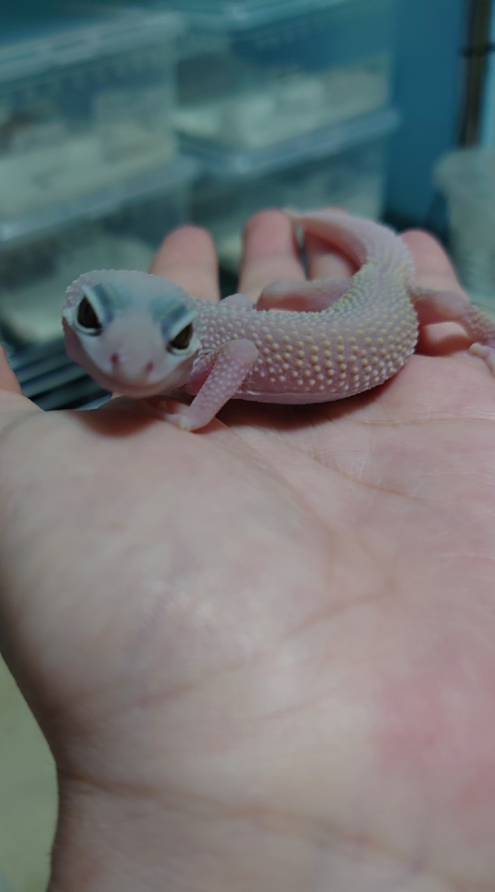 OpenChat 🦎北海道の爬虫類好き、エキゾチックアニマル好きの人の為のオープンチャット🦎