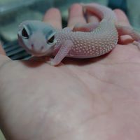 🦎北海道の爬虫類好き、エキゾチックアニマル好きの人の為のオープンチャット🦎