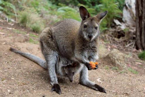 Beberapa Hewan Menunda Kehamilannya Ini Adalah Misteri Dalam Biologi