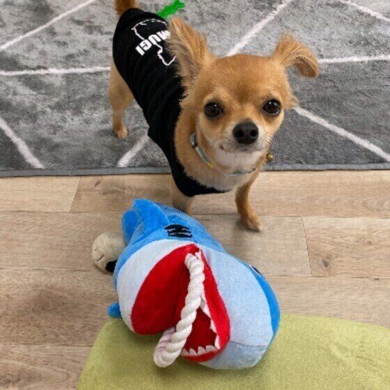 犬をダメにする 犬を甘やかしてしまう人の特徴と解決法 いぬのきもちnews