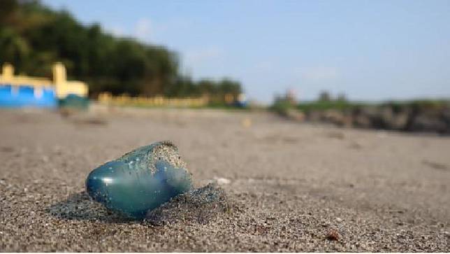 Pantai Pariaman Diserbu Ubur Ubur Bluebottle Bisanya Berbahaya