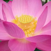 籽嘖粉絲團