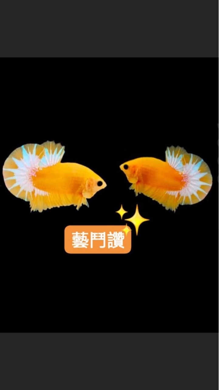 藝鬥讚（進口/自繁）展示級鬥魚專賣