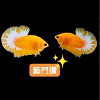 藝鬥讚（進口/自繁）展示級鬥魚專賣