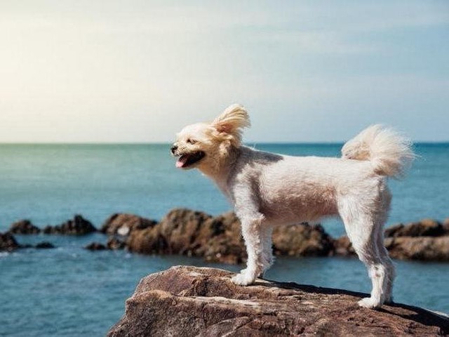 犬にイカはng スルメもダメ その理由や万が一の対処法 いぬのきもちnews