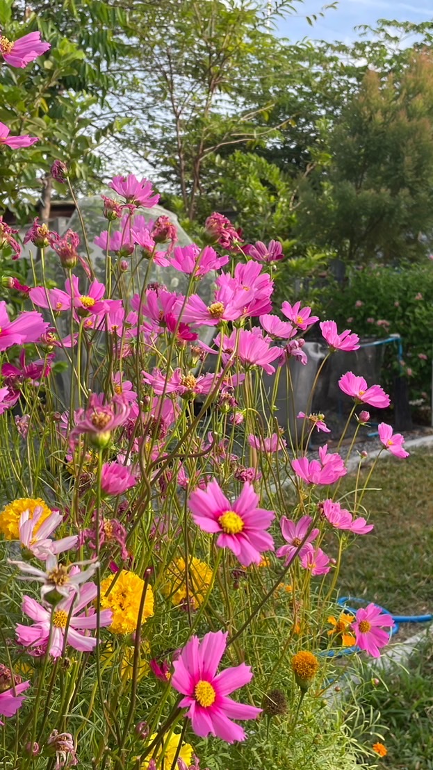 MilinMiraGarden