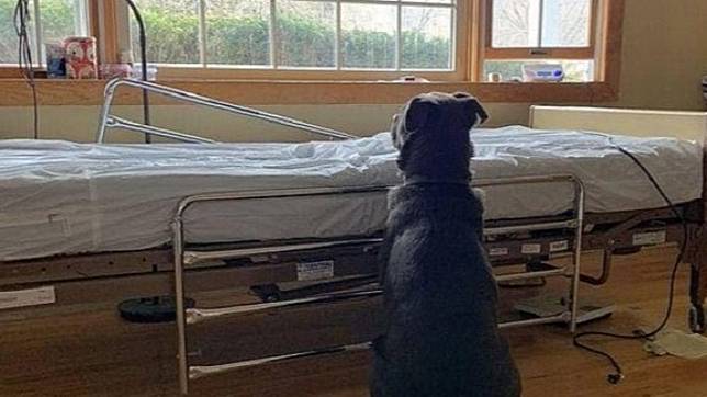 Sedih Anjing Ini Setia Menunggu Meskipun Pemiliknya Meninggal Dunia