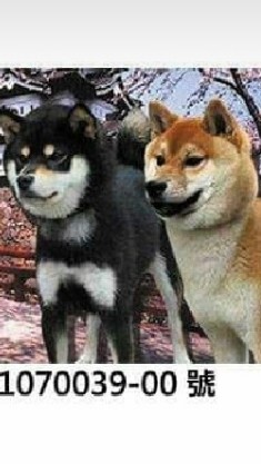 日本柴犬SHIBA INU~西東莊