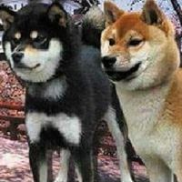 日本柴犬SHIBA INU~西東莊