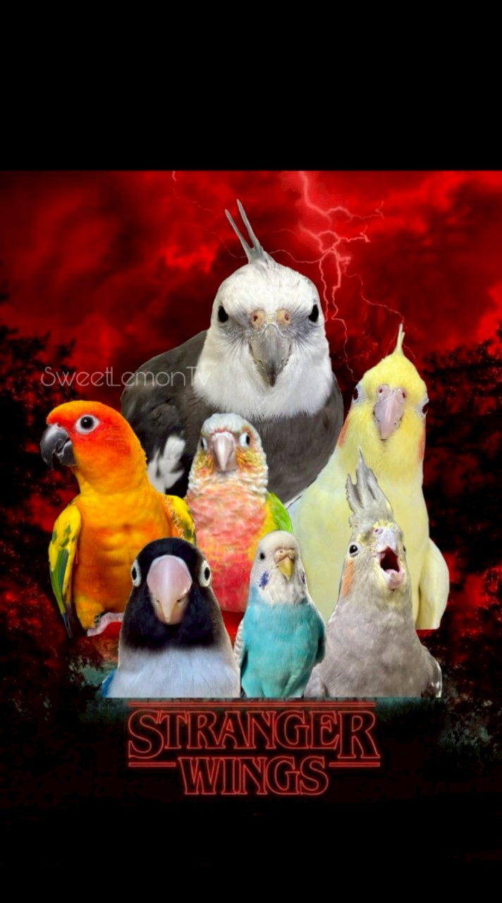 🌈鸚鵡殿堂買賣交流群