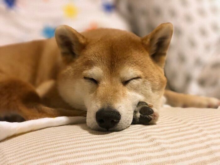 柴犬マロたん ワクチン接種も無事に終了