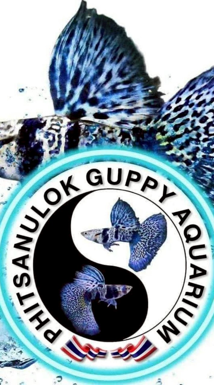 ปลาหางนกยูงเกรด Phitsanulok