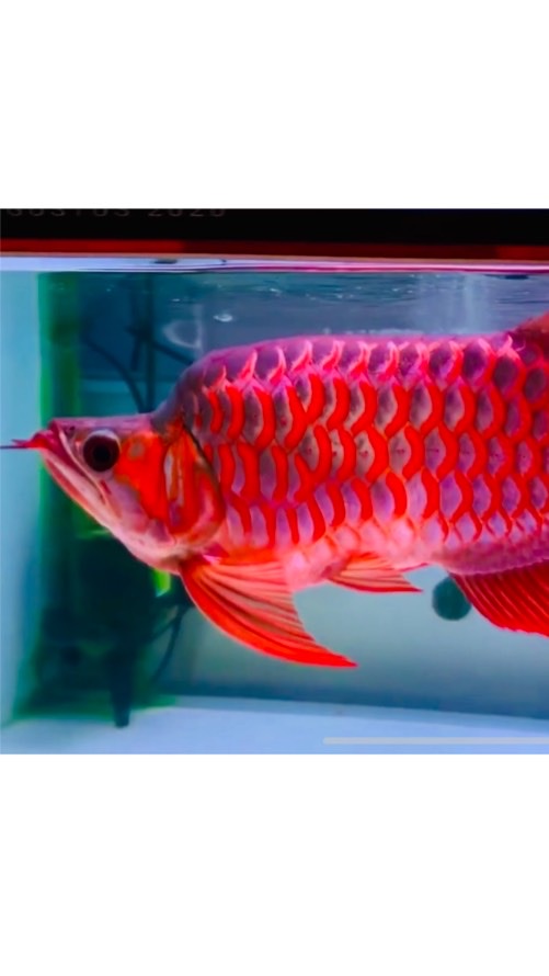 AROWANA THAILAND