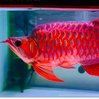AROWANA THAILAND