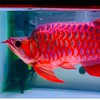 AROWANA THAILAND