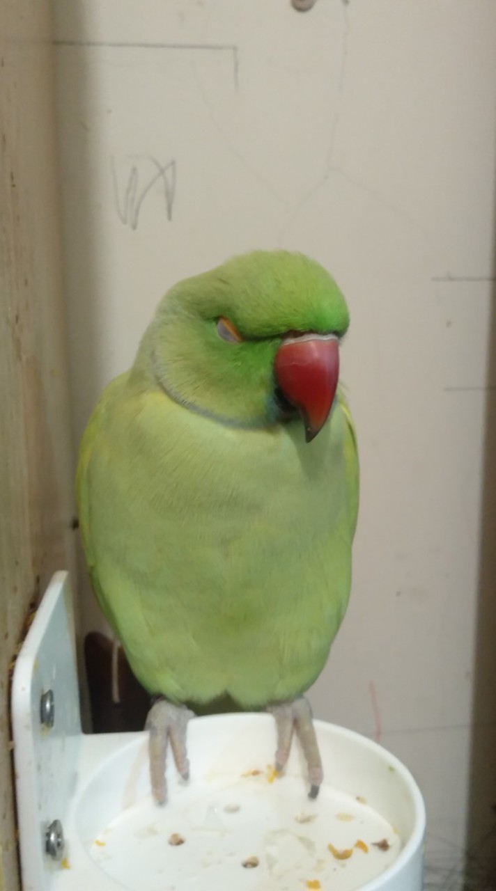 鸚鵡群