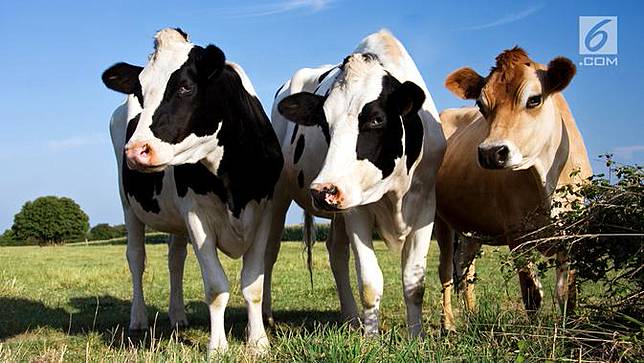 Gambar Pola Belang Seperti Zebra Pada Sapi Cegah Gigitan